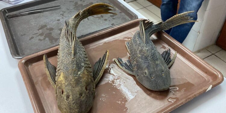 COMBATIRÁ PARQUES Y VIDA SILVESTRE DE NUEVO LEÓN A PEZ DIABLO; ADVIERTE DEPENDENCIA ESTATAL QUE NO HAY EVIDENCIA DE LA PRESENCIA DE LA ESPECIE EN LA PRESA EL CUCHILLO