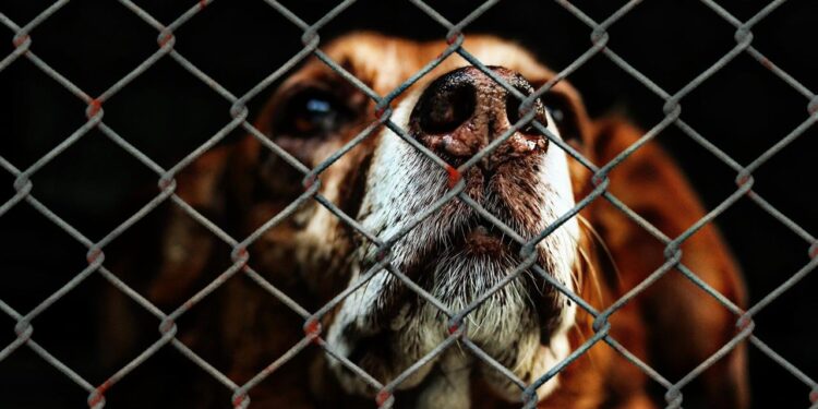 ENDURECEN PENA POR MALTRATO ANIMAL EN NUEVO LEÓN; CASTIGARÁN HASTA CON 9 AÑOS DE CÁRCEL 1 ENDURECEN PENA POR MALTRATO ANIMAL EN NUEVO LEÓN; CASTIGARÁN HASTA CON 9 AÑOS DE CÁRCEL