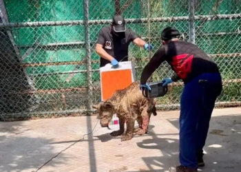 SE HACE ‘PATO’ PROFEPA CON CASO DE OSA ‘MINA’; REALIZA INSPECCIÓN A LA PASTORA EN 2024 Y OMITE SUSPENSIÓN