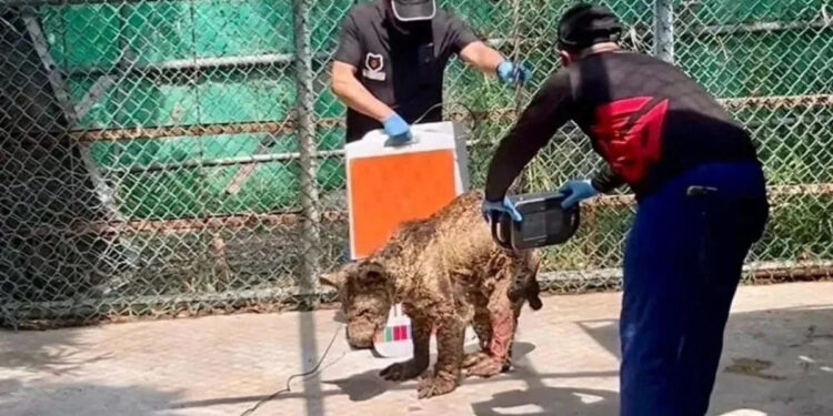 SE HACE ‘PATO’ PROFEPA CON CASO DE OSA ‘MINA’; REALIZA INSPECCIÓN A LA PASTORA EN 2024 Y OMITE SUSPENSIÓN 1 SE HACE ‘PATO’ PROFEPA CON CASO DE OSA ‘MINA’; REALIZA INSPECCIÓN A LA PASTORA EN 2024 Y OMITE SUSPENSIÓN