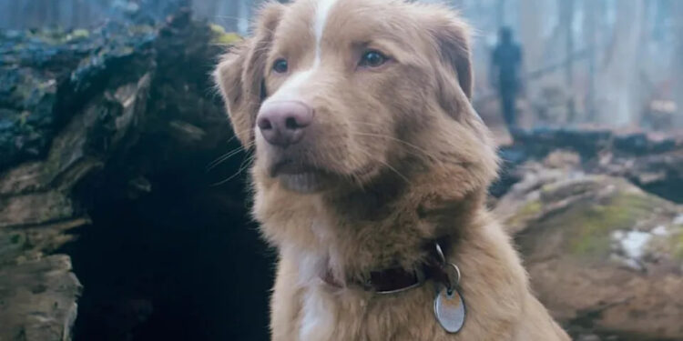 EL PERRO INDY BUSCA UN ÓSCAR: INICIATIVA SIN PRECEDENTES 1 EL PERRO INDY BUSCA UN ÓSCAR: INICIATIVA SIN PRECEDENTES