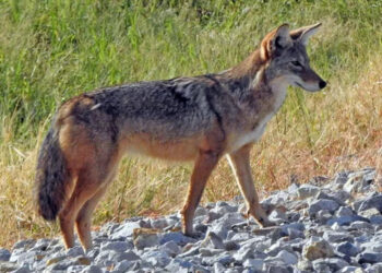 ATACAN COYOTES A HOMBRE EN GARCÍA; ES TRASLADADO A HOSPITAL CON HERIDAS GRAVES