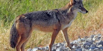 ATACAN COYOTES A HOMBRE EN GARCÍA; ES TRASLADADO A HOSPITAL CON HERIDAS GRAVES. 2 ATACAN COYOTES A HOMBRE EN GARCÍA; ES TRASLADADO A HOSPITAL CON HERIDAS GRAVES.