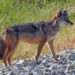ATACAN COYOTES A HOMBRE EN GARCÍA; ES TRASLADADO A HOSPITAL CON HERIDAS GRAVES. 7 ATACAN COYOTES A HOMBRE EN GARCÍA; ES TRASLADADO A HOSPITAL CON HERIDAS GRAVES.