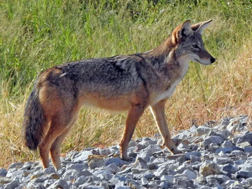 ATACAN COYOTES A HOMBRE EN GARCÍA; ES TRASLADADO A HOSPITAL CON HERIDAS GRAVES 1 ATACAN COYOTES A HOMBRE EN GARCÍA; ES TRASLADADO A HOSPITAL CON HERIDAS GRAVES