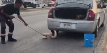 SALE DUEÑO DE PITÓN; SE LLAMA “TILÍN” SERPIENTE HALLADA COLGANDO DE VEHÍCULO EN MOVIMIENTO EN ZUAZUA 2 SALE DUEÑO DE PITÓN; SE LLAMA “TILÍN” SERPIENTE HALLADA COLGANDO DE VEHÍCULO EN MOVIMIENTO EN ZUAZUA