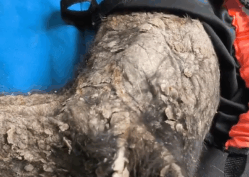 RESCATAN A OSO NEGRO EN BUSTAMANTE