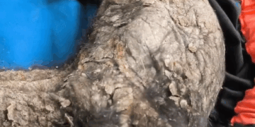 RESCATAN A OSO NEGRO EN BUSTAMANTE