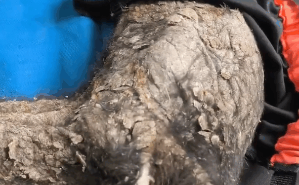 RESCATAN A OSO NEGRO EN BUSTAMANTE