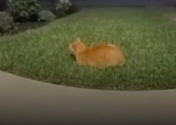 ¡SUSTO PELUDO!; CAPTAN REACCIÓN DE GATO ASUSTADO POR CAÍDA DE RAYO.