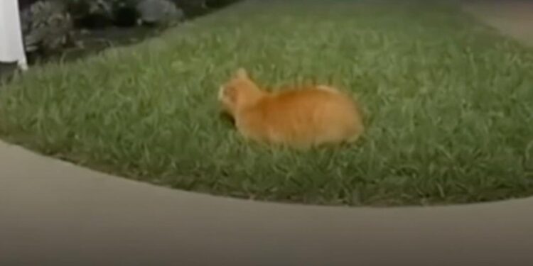 ¡SUSTO PELUDO!; CAPTAN REACCIÓN DE GATO ASUSTADO POR CAÍDA DE RAYO. 1 ¡SUSTO PELUDO!; CAPTAN REACCIÓN DE GATO ASUSTADO POR CAÍDA DE RAYO.