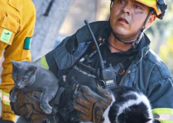 RESCATA BOMBEROS DE NL A 5 GATITOS Y UN PERRITO DE INCENDIO.