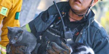 RESCATA BOMBEROS DE NL A 5 GATITOS Y UN PERRITO DE INCENDIO.
