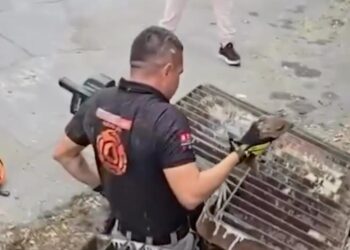 RESCATAN CRÍA DE PECARÍ DE ALCANTARILLA; REALIZA PROTECCIÓN CIVIL NL Y PVSNL OPERATIVO POR MÁS DE 3 HORAS.