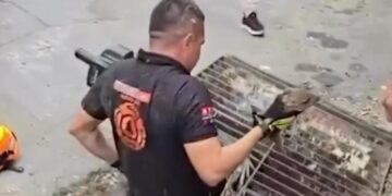 RESCATAN CRÍA DE PECARÍ DE ALCANTARILLA; REALIZA PROTECCIÓN CIVIL NL Y PVSNL OPERATIVO POR MÁS DE 3 HORAS.