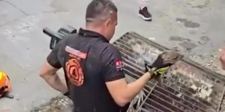 RESCATAN CRÍA DE PECARÍ DE ALCANTARILLA; REALIZA PROTECCIÓN CIVIL NL Y PVSNL OPERATIVO POR MÁS DE 3 HORAS.