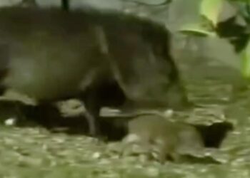 SE REENCUENTRA PECARÍ BEBÉ CON SU FAMILIA;LIBERA PVSNL A CRÍA RESCATADA POR PROTECCIÓN CIVIL NUEVO LEÓN