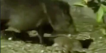 SE REENCUENTRA PECARÍ BEBÉ CON SU FAMILIA;LIBERA PVSNL A CRÍA RESCATADA POR PROTECCIÓN CIVIL NUEVO LEÓN 2 SE REENCUENTRA PECARÍ BEBÉ CON SU FAMILIA;LIBERA PVSNL A CRÍA RESCATADA POR PROTECCIÓN CIVIL NUEVO LEÓN