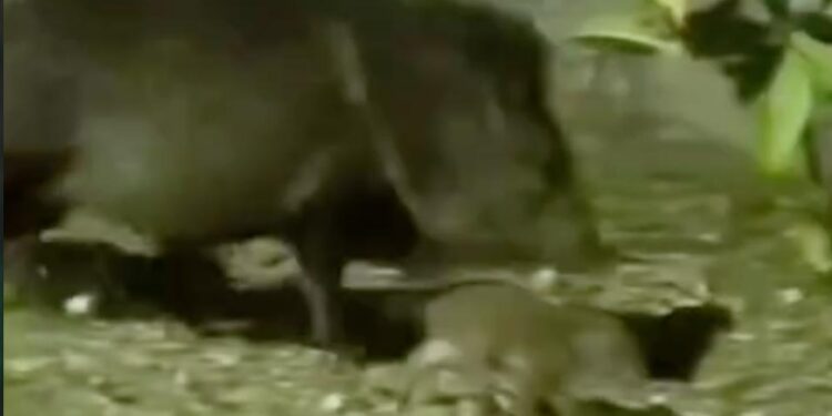 SE REENCUENTRA PECARÍ BEBÉ CON SU FAMILIA;LIBERA PVSNL A CRÍA RESCATADA POR PROTECCIÓN CIVIL NUEVO LEÓN 1 SE REENCUENTRA PECARÍ BEBÉ CON SU FAMILIA;LIBERA PVSNL A CRÍA RESCATADA POR PROTECCIÓN CIVIL NUEVO LEÓN