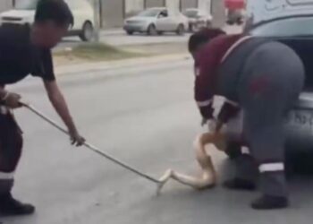 VIAJABA CON PITÓN DE 2 METROS; CONDUCTORA ES ALERTADA AL CIRCULAR CON SERPIENTE COLGADA DE LA DEFENSA.