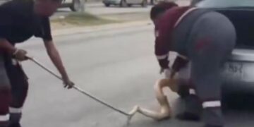 VIAJABA CON PITÓN DE 2 METROS; CONDUCTORA ES ALERTADA AL CIRCULAR CON SERPIENTE COLGADA DE LA DEFENSA.