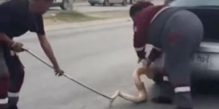 VIAJABA CON PITÓN DE 2 METROS; CONDUCTORA ES ALERTADA AL CIRCULAR CON SERPIENTE COLGADA DE LA DEFENSA. 1 VIAJABA CON PITÓN DE 2 METROS; CONDUCTORA ES ALERTADA AL CIRCULAR CON SERPIENTE COLGADA DE LA DEFENSA.