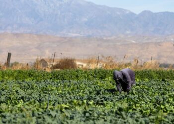 JORNALEROS AGRÍCOLAS DEMANDAN A LA ADMINISTRACIÓN TRUMP POR REDUCCIÓN DE SALARIOS Y AMENAZA A TRABAJADORES LOCALES