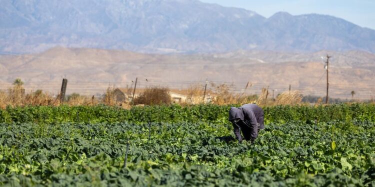 JORNALEROS AGRÍCOLAS DEMANDAN A LA ADMINISTRACIÓN TRUMP POR REDUCCIÓN DE SALARIOS Y AMENAZA A TRABAJADORES LOCALES
