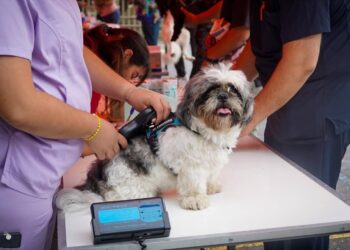 ÉXITO TOTAL EN LA SEGUNDA EDICIÓN DE LA BRIGADA DE BIENESTAR ANIMAL “PATITAS NARANJAS” ORGANIZADA POR GLEN VILLAREAL