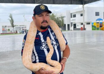 SALE DUEÑO DE PITÓN; SE LLAMA “TILÍN” SERPIENTE HALLADA COLGANDO DE VEHÍCULO EN MOVIMIENTO EN ZUAZUA