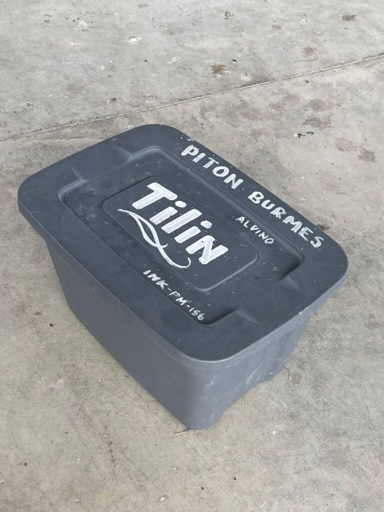 SALE DUEÑO DE PITÓN; SE LLAMA “TILÍN” SERPIENTE HALLADA COLGANDO DE VEHÍCULO EN MOVIMIENTO EN ZUAZUA 2 photo 2025 11 25 18 29 33