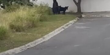 DEJA FAMILIA DE OSOS TIRADERO EN VALLE ALTO; LLAMA PARQUES Y VIDA SILVESTRE A MANEJO ADECUADO DE LA BASURA