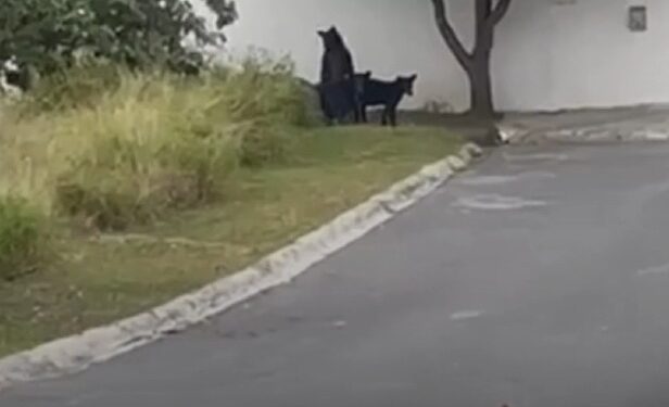 DEJA FAMILIA DE OSOS TIRADERO EN VALLE ALTO; LLAMA PARQUES Y VIDA SILVESTRE A MANEJO ADECUADO DE LA BASURA