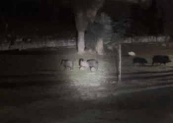 RESCATA PVSNL A CRÍA DE PECARÍ; LA REINTEGRAN CON SU FAMILIA