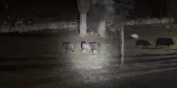 RESCATA PVSNL A CRÍA DE PECARÍ; LA REINTEGRAN CON SU FAMILIA