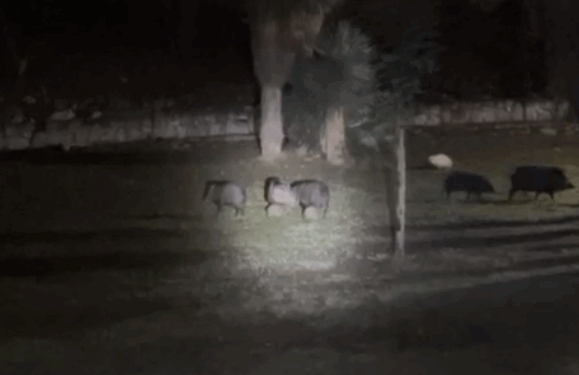 RESCATA PVSNL A CRÍA DE PECARÍ; LA REINTEGRAN CON SU FAMILIA