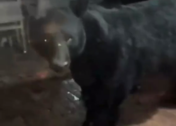 ‘EL OSO WEY’; IRRUMPE EJEMPLAR EN POSADA, DESATA CAOS… Y RISAS