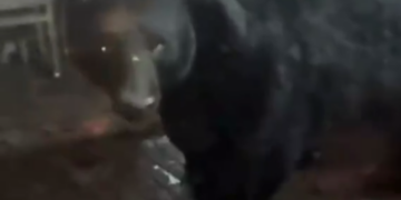 'EL OSO WEY'; IRRUMPE EJEMPLAR EN POSADA, DESATA CAOS... Y RISAS 2 ‘EL OSO WEY’; IRRUMPE EJEMPLAR EN POSADA, DESATA CAOS… Y RISAS