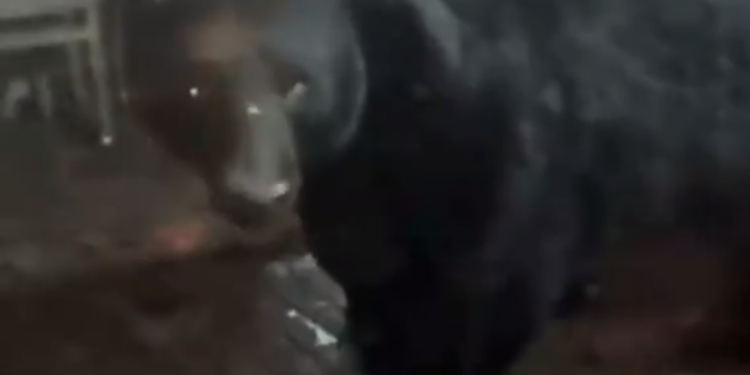 ‘EL OSO WEY’; IRRUMPE EJEMPLAR EN POSADA, DESATA CAOS… Y RISAS