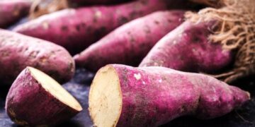 EL CAMOTE, ALIADO PARA CONTROLAR AZÚCAR Y MEJORAR EL BIENESTAR 2 EL CAMOTE, ALIADO PARA CONTROLAR AZÚCAR Y MEJORAR EL BIENESTAR