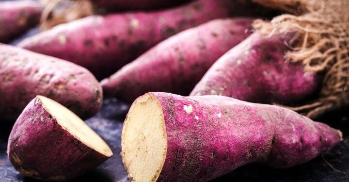 EL CAMOTE, ALIADO PARA CONTROLAR AZÚCAR Y MEJORAR EL BIENESTAR 1 EL CAMOTE, ALIADO PARA CONTROLAR AZÚCAR Y MEJORAR EL BIENESTAR