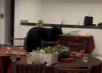 ¡QUÉ OSOTE!; IRRUMPE EJEMPLAR EN POSADA REGIA