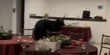 ¡QUÉ OSOTE!; IRRUMPE EJEMPLAR EN POSADA REGIA