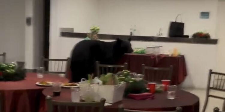 ¡QUÉ OSOTE!; IRRUMPE EJEMPLAR EN POSADA REGIA