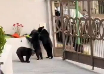 “ROBAN” EN CASA DE JUGADOR DE TIGRES… ¡FAMILIA DE OSOS!; SE LLEVAN MOCHILA EN RESIDENCIA DE URIEL ANTUNA