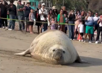 ¿IA? NO, ES UN ELEFANTE MARINO EN LA PLAYA; SORPRENDE A VISITANTES ENORME MAMÍFERO QUE HABITA EN LAS PROFUNDIDADES DEL PACÍFICO