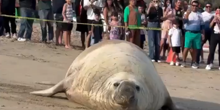 ¿IA? NO, ES UN ELEFANTE MARINO EN LA PLAYA; SORPRENDE A VISITANTES ENORME MAMÍFERO QUE HABITA EN LAS PROFUNDIDADES DEL PACÍFICO