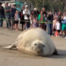 ¿IA? NO, ES UN ELEFANTE MARINO EN LA PLAYA; SORPRENDE A VISITANTES ENORME MAMÍFERO QUE HABITA EN LAS PROFUNDIDADES DEL PACÍFICO