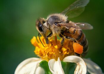 PERÚ HACE HISTORIA AL RECONOCER A LAS ABEJAS COMO SUJETOS DE DERECHO