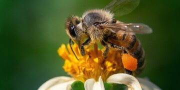 PERÚ HACE HISTORIA AL RECONOCER A LAS ABEJAS COMO SUJETOS DE DERECHO